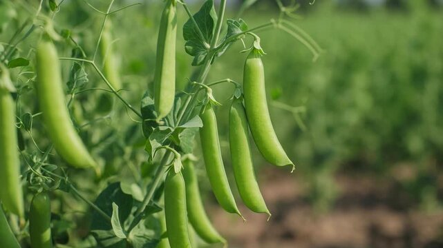 Lush green pea pods hanging on a plant in a vibrant agricultural field during a sunny summer day. Healthy organic vegetables ripen, representing a rich harvest and sustainable farming concept
