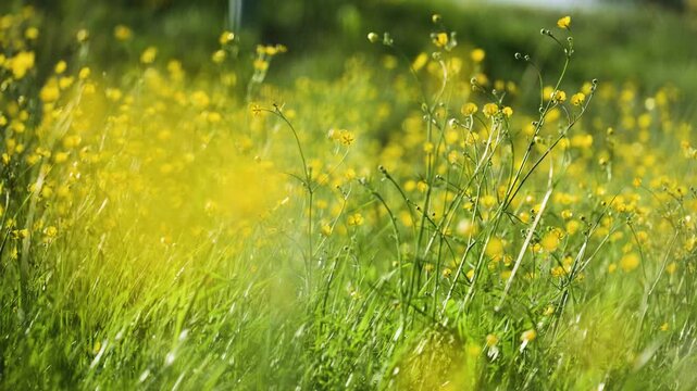 Meadow buttercup Ranunculus acris flowers glowing in green summer grass