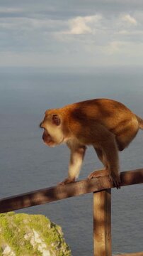 Vertical video. Wild Macaques Mating on Wooden Railing Above Dramatic Coastal Cliffs at Kelingking Beach in Slow Motion