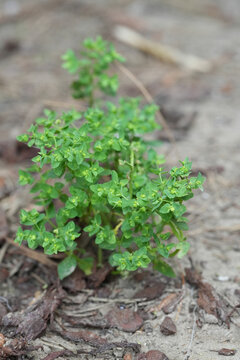 Closeup on a fresh emerging petty spurge,  radium or cancer weed, milkweed Euphorbia peplus