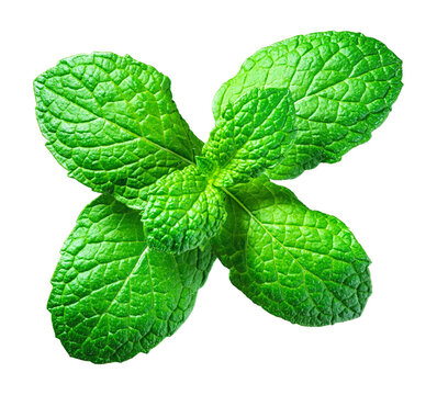 Mint leaves isolated on white background