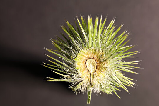 Close-up radial section of flower Dipsacus strigosus that has not yet bloomed with great depth of field on dark background. Combines 99 photos into one. Object diameter approx. 2.4 mm.
