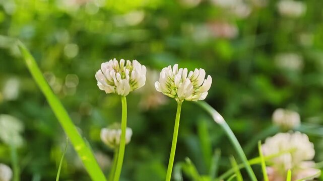 Two white clover flowers blooming together on long stems in a summer meadow with soft green bokeh background and copy space