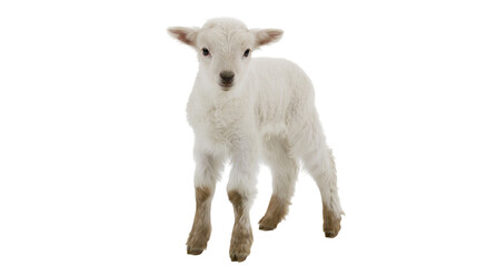 Fototapeta premium Fluffy white baby lamb standing, isolated on transparent background