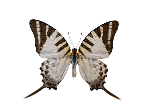 Beautiful five-bar swordtail butterfly isolated on white background.