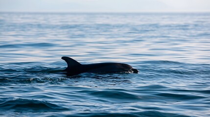 Fototapeta premium A dolphin silhouette moving across the vast expanse of calm clear ocean waters at sunrise