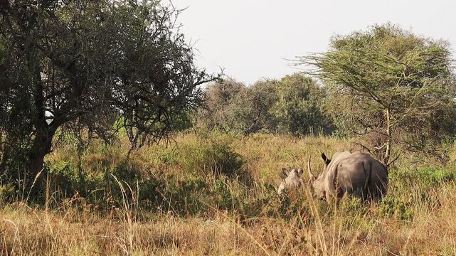 Mother rhino with her baby grazing in the african savanna