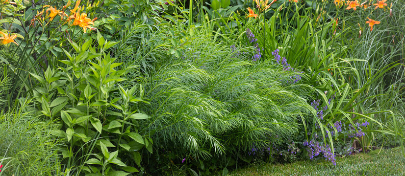 Lush summer perennial border featuring billowing Amsonia foliage, orange daylilies and purple catmint flowers, beside a neatly trimmed lawn.
