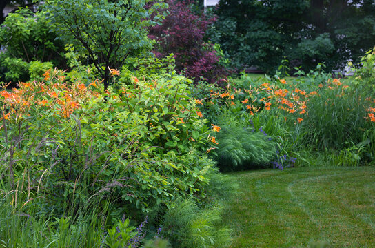 Arkansas Bluestar, orange daylilies, Japanese maple, serviceberry, and Limelight hydrangea create a richly textured summer landscape with layered foliage and vibrant color.