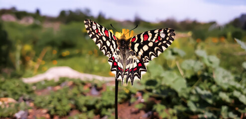 Macro shot of a Spanish festoon butterfly zerynthia rumina on a yellow wildflower butterfly on a flower © mawahibetilouguite