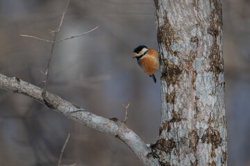 Varied Tit perched on a tree trunk in Hokkaido University Research Forest / 北海道大学研究林で見られたヤマガラ © warapin