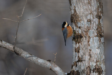 Varied Tit perched on a tree trunk in Hokkaido University Research Forest / 北海道大学研究林で見られたヤマガラ © warapin