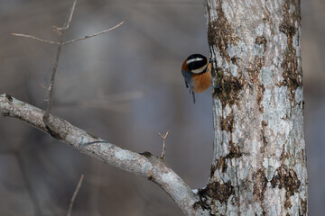 Varied Tit perched on a tree trunk in Hokkaido University Research Forest / 北海道大学研究林で見られたヤマガラ © warapin