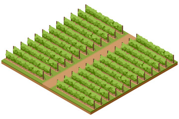 Fototapeta premium Isometric vineyard illustration with organized grapevine rows and farm paths, showing a rural wine growing landscape and viticulture concept for agriculture, harvest and winery design