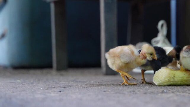 Curious newborn chicks eating and walking around a farm