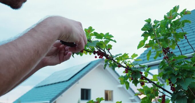 Person harvesting ripe berries from a garden bush using pruning shears. Gardening concept of fruit harvesting, home gardening, and food safety by identifying edible berries before consumption.