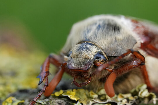 Closeup on a Maybug or May chafer, Melolontha melolontha sitting on wood