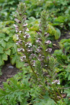 Closeup on a fresh flowering bear's breeches or foot plant, sea dock, gator or oyster plant, Acanthus mollis