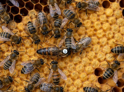 bees and bee queen on honeycomb