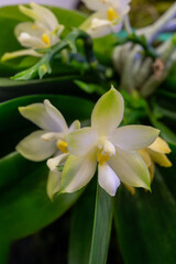 Fototapeta premium Blooming Phalaenopsis orchid species with elegant creamy white flowers, soft yellow centres and glossy green leaves. Tropical moth orchid displaying delicate blossoms and refined natural beauty.