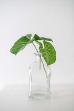Syngonium podophyllum cutting displayed in a clear glass bottle with elegant arrowhead leaves against a clean white background. Tropical foliage plant featuring minimalist styling and indoor greenery.