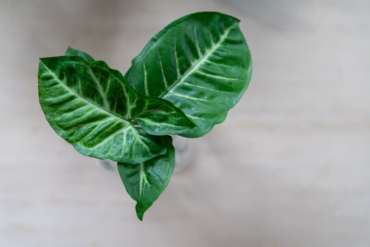 Syngonium podophyllum with lush arrowhead leaves displaying striking white venation in a clear glass vase. Tropical foliage plant with vibrant greenery, modern indoor styling and minimalist d&eacute;cor.