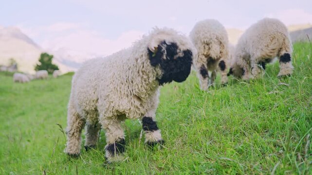 Adorable valais blacknose sheep looking at camera while grazing on a green alpine meadow in zermatt
