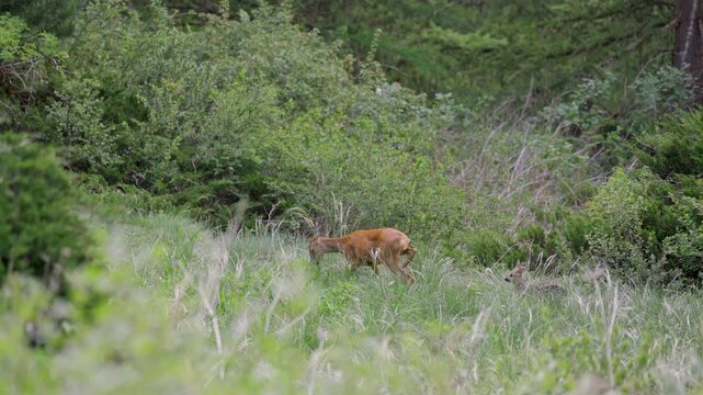 Female roe deer with her fawn feeding on fresh green grass in a lush mountain environment in zermatt