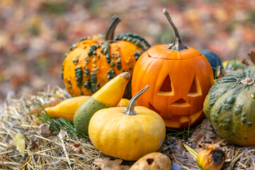 Halloween jack o' lantern and pumpkins decorating autumn harvest © Richard Semik