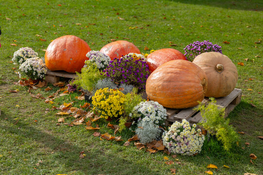 Autumn pumpkins and mums fall decorative display in Prague