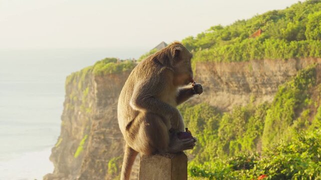Curious Macaque Eating Food on a Stone Pillar Above Dramatic Coastal Cliffs at Pura Luhur Uluwatu During Warm Golden Hour Light
