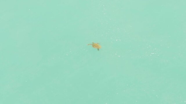 Sea Turtle Swimming Through Clear Turquoise Tropical Ocean Water Viewed From Above
