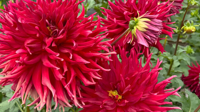 Photo of autumn beautiful dahlia flowers in close 
up in nature in sunny botanical garden. Buds of flowering plants. Picture to print on notebook cover, copybook, calendar, postcard, printing design.