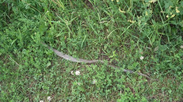 Discarded snake skin resting in a meadow. This close-up shot reveals the intricate texture and patterns of the molted reptilian skin within its natural habitat. Ideal for nature documentaries.