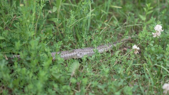 Close-up, detailed view of a shed snake skin (exuvia) resting among lush green meadow grass. Macro perspective emphasizes the intricate hexagonal scale patterns and natural texture of the molted skin