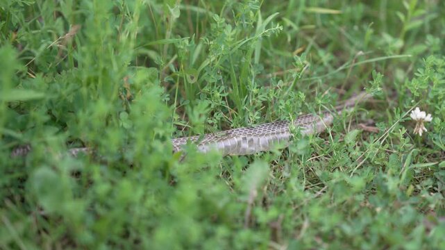 Close-up, detailed view of a shed snake skin (exuvia) resting among lush green meadow grass. Macro perspective emphasizes the intricate hexagonal scale patterns and natural texture of the molted skin
