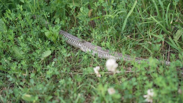 Shed snake skin (exuvia) lying in vibrant green meadow grass. Clip captures the organic texture and light-reflecting scales of the molted skin within its natural habitat. Ideal for nature documentarie