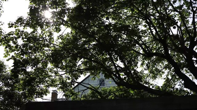 Sunlight through trees over house roof