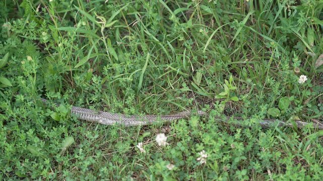 Discarded snake skin resting in a meadow. This close-up shot reveals the intricate texture and patterns of the molted reptilian skin within its natural habitat. Ideal for nature documentaries.