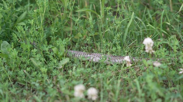 Discarded shed snake skin lying naturally in a vibrant green meadow filled with clover. This detailed shot captures the organic texture and light-reflecting scales of the reptile skin in its habitat. 