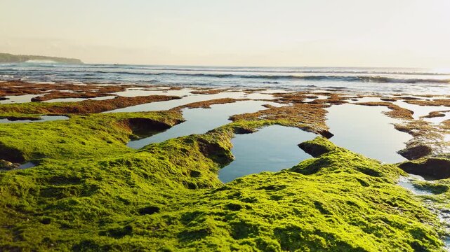 Wide View of Green Algae Covered Tide Pools Along a Rocky Tropical Shoreline at Low Tide