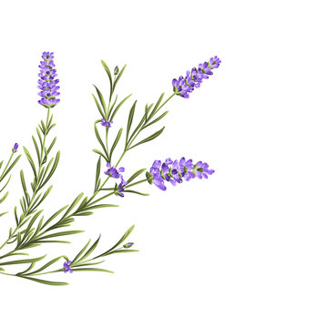 Elegant purple lavender bouquet on white, vector illustration