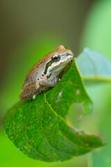 Obraz premium Pacific treefrog (Pseudacris regilla), Ankeny National Wildlife Refuge, Oregon