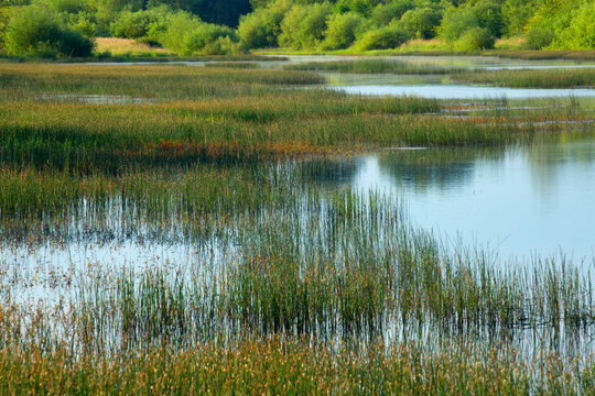 Teal Marsh, Ankeny National Wildlife Refuge, Oregon