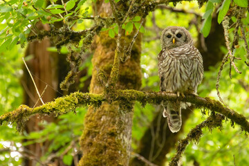Fototapeta premium Barred owl (Strix varia), Willamette Mission State Park, Marion County, Oregon