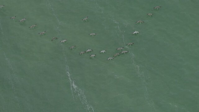 Flock of Large Seabirds Flying Low Over Green Bay Water - Aerial, Rotating Shot
