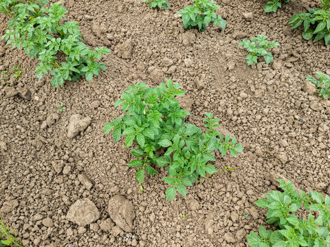 Potato plants growing in freshly tilled soil, highlighting agricultural development and sustainable farming practices in a rural setting.
