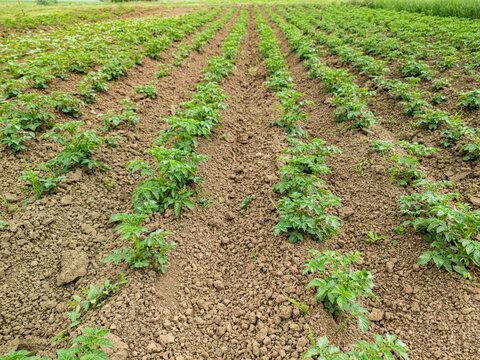 Vibrant potato plants growing in neat rows on a farm field, showcasing agricultural cultivation and outdoor farming practices during daytime