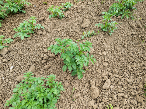 Healthy potato plants growing in a fertile field with rich brown soil, representing sustainable agriculture and farming practices in crop cultivation.
