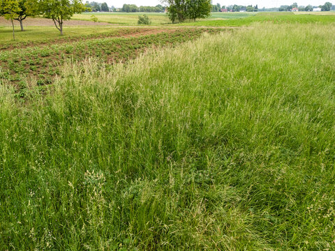 Vibrant green grass landscape with lush vegetation and farm plot in the background, showcasing the beauty of rural nature and agricultural fields.